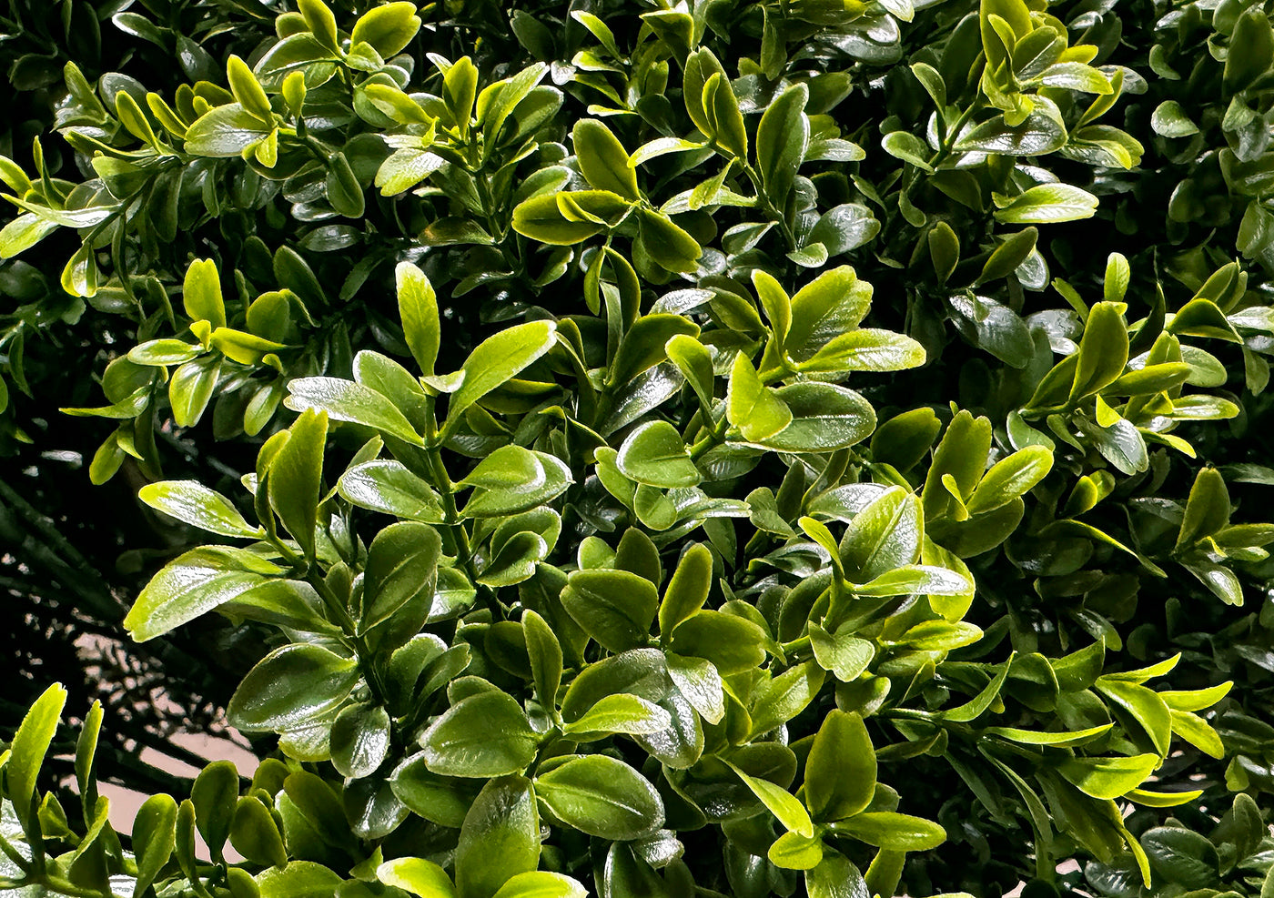 PP4036B-BOXWOOD BALL