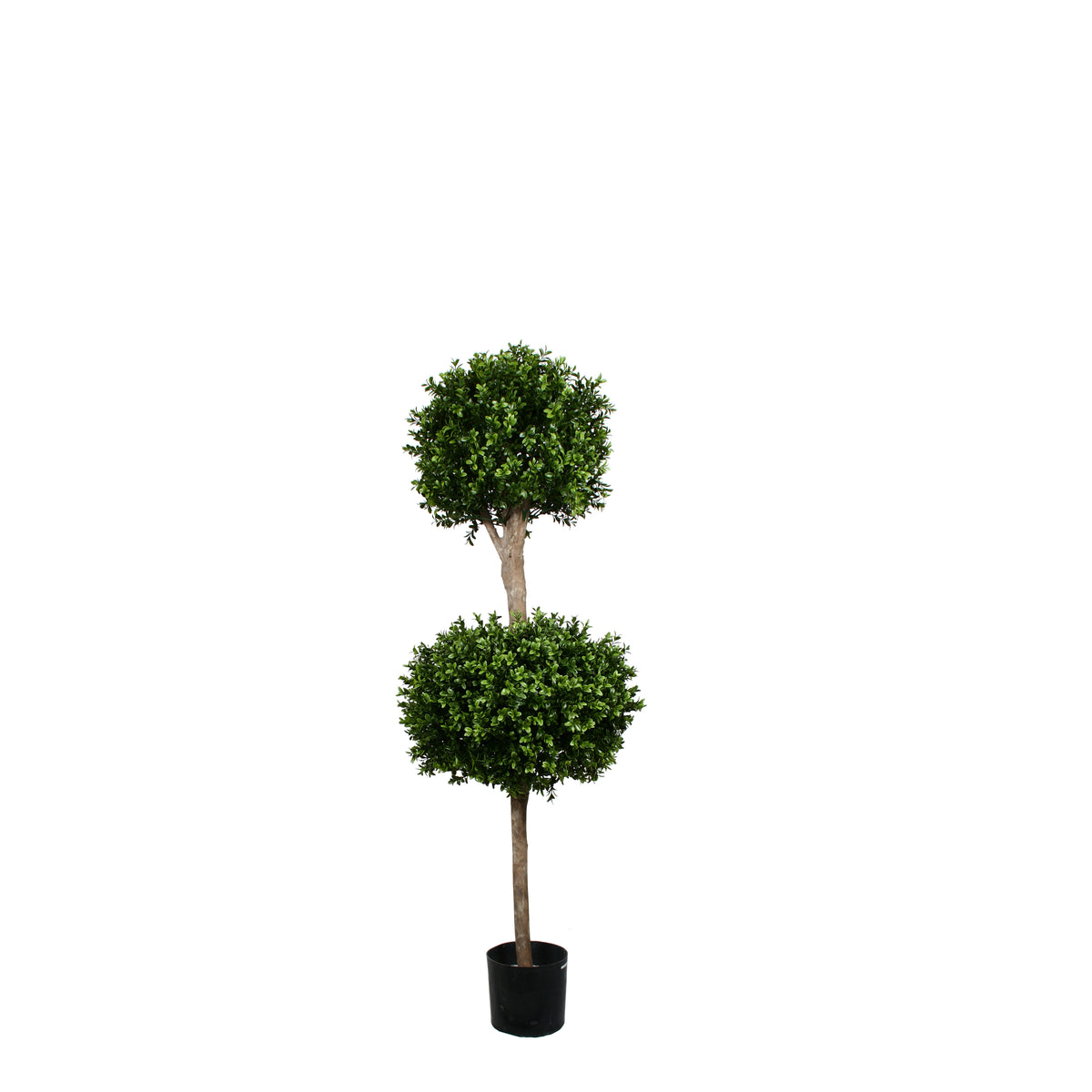 PP4036DB-BOXWOOD DOUBLE BALL TREE