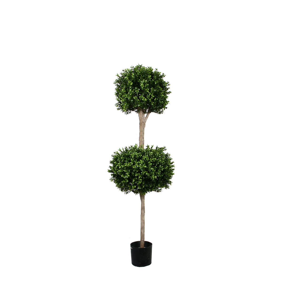 PP4036DB-BOXWOOD DOUBLE BALL TREE