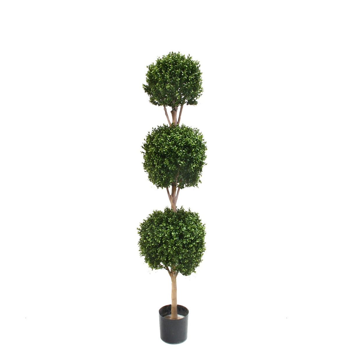 PP4036TB-BOXWOOD TRIPLE BALL TREE