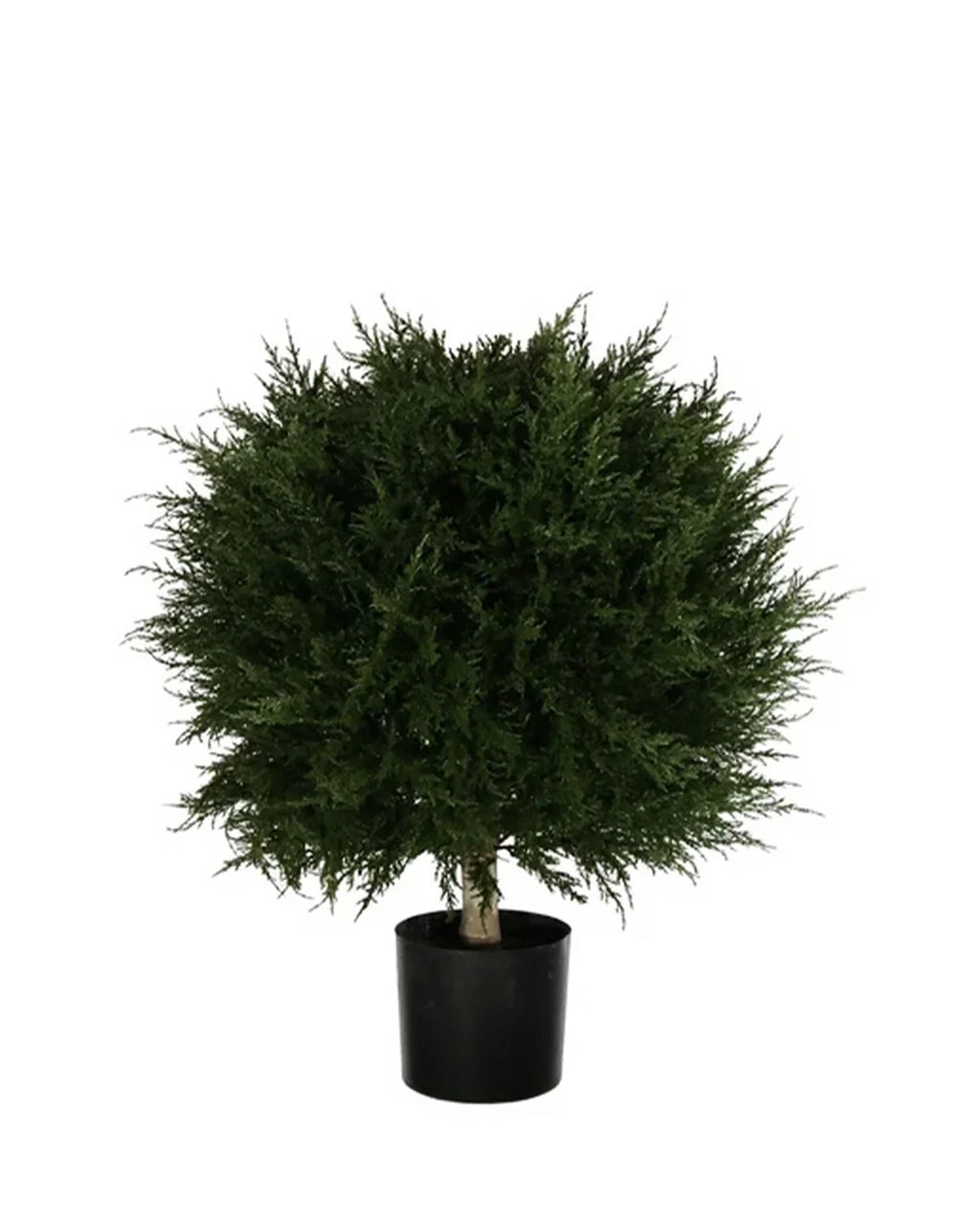 PP4037B - H MINI CYPRESS BALL TREE W/990LVS   (26"D)