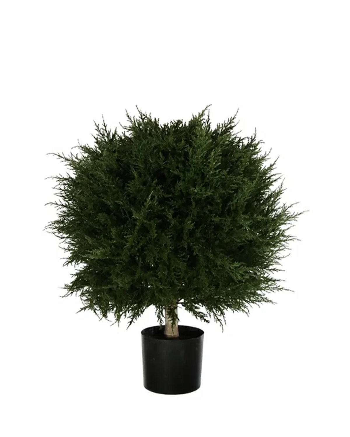 PP4037B - H MINI CYPRESS BALL TREE W/990LVS   (26"D)