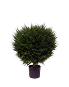 PP4037B - H MINI CYPRESS BALL TREE W/990LVS   (26"D)