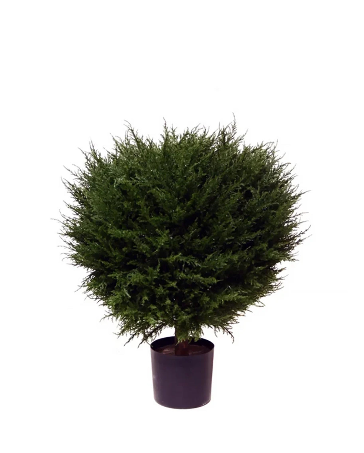 PP4037B - H MINI CYPRESS BALL TREE W/990LVS   (26"D)