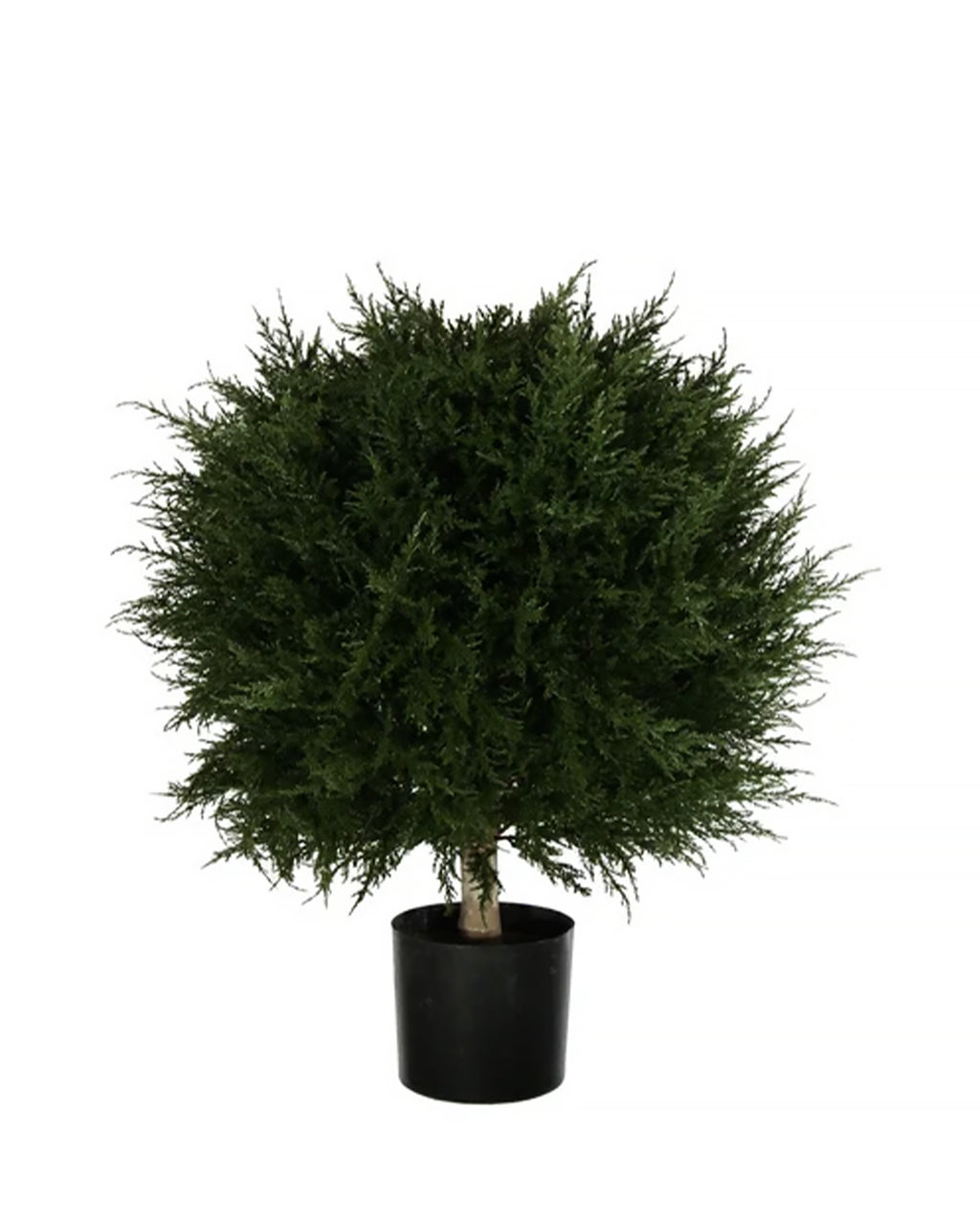 PP4037B - H MINI CYPRESS BALL TREE W/990LVS   (26"D)