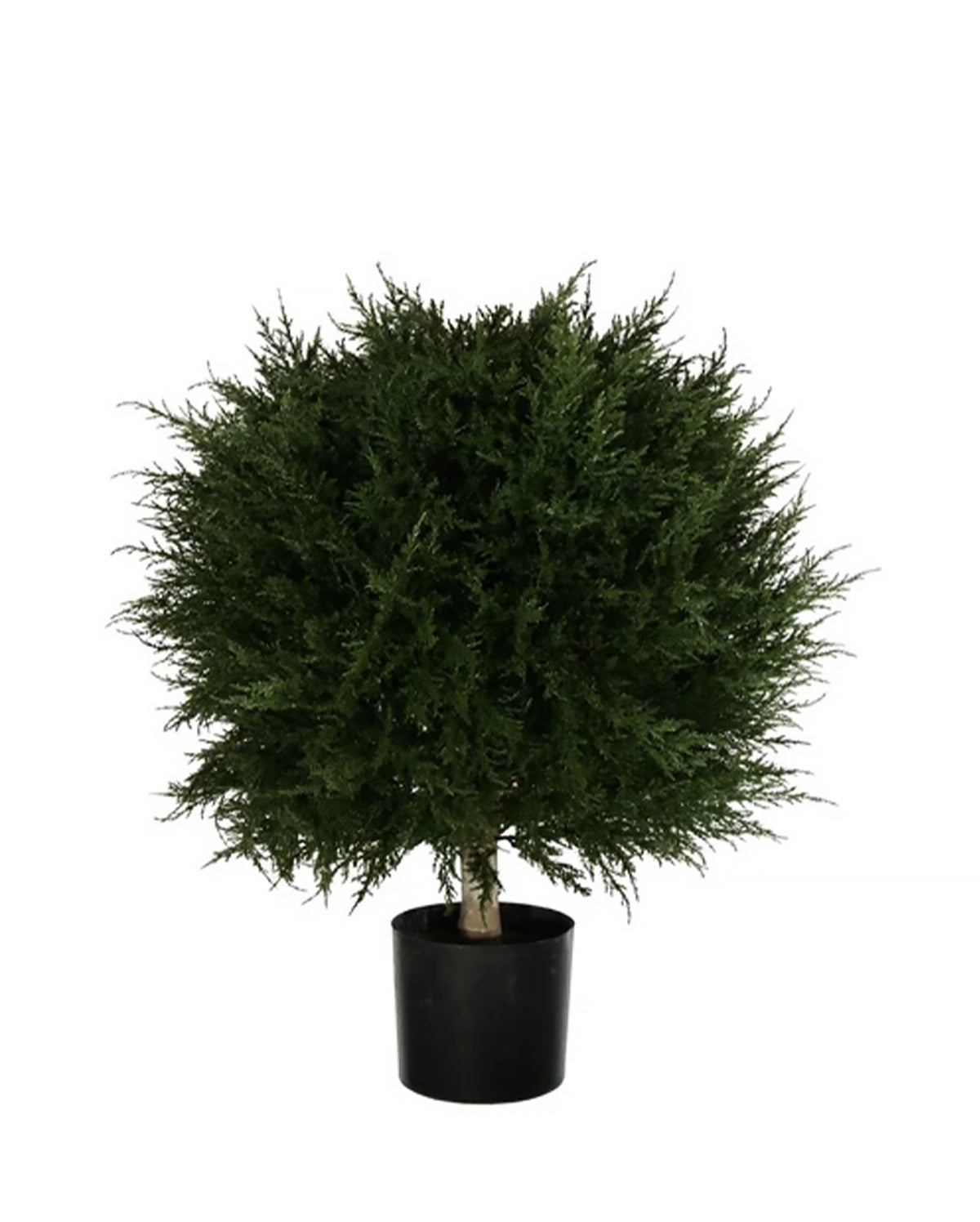 PP4037B - H MINI CYPRESS BALL TREE W/990LVS   (26"D)