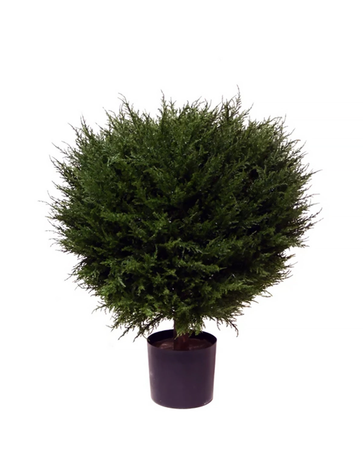 PP4037B - H MINI CYPRESS BALL TREE W/990LVS   (26"D)