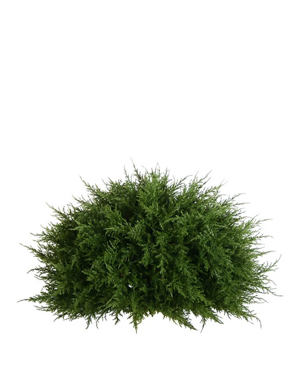 PP4037HB-D MINI CYPRESS HALF BALL