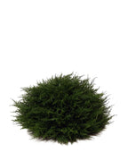 PP4037HB-D MINI CYPRESS HALF BALL