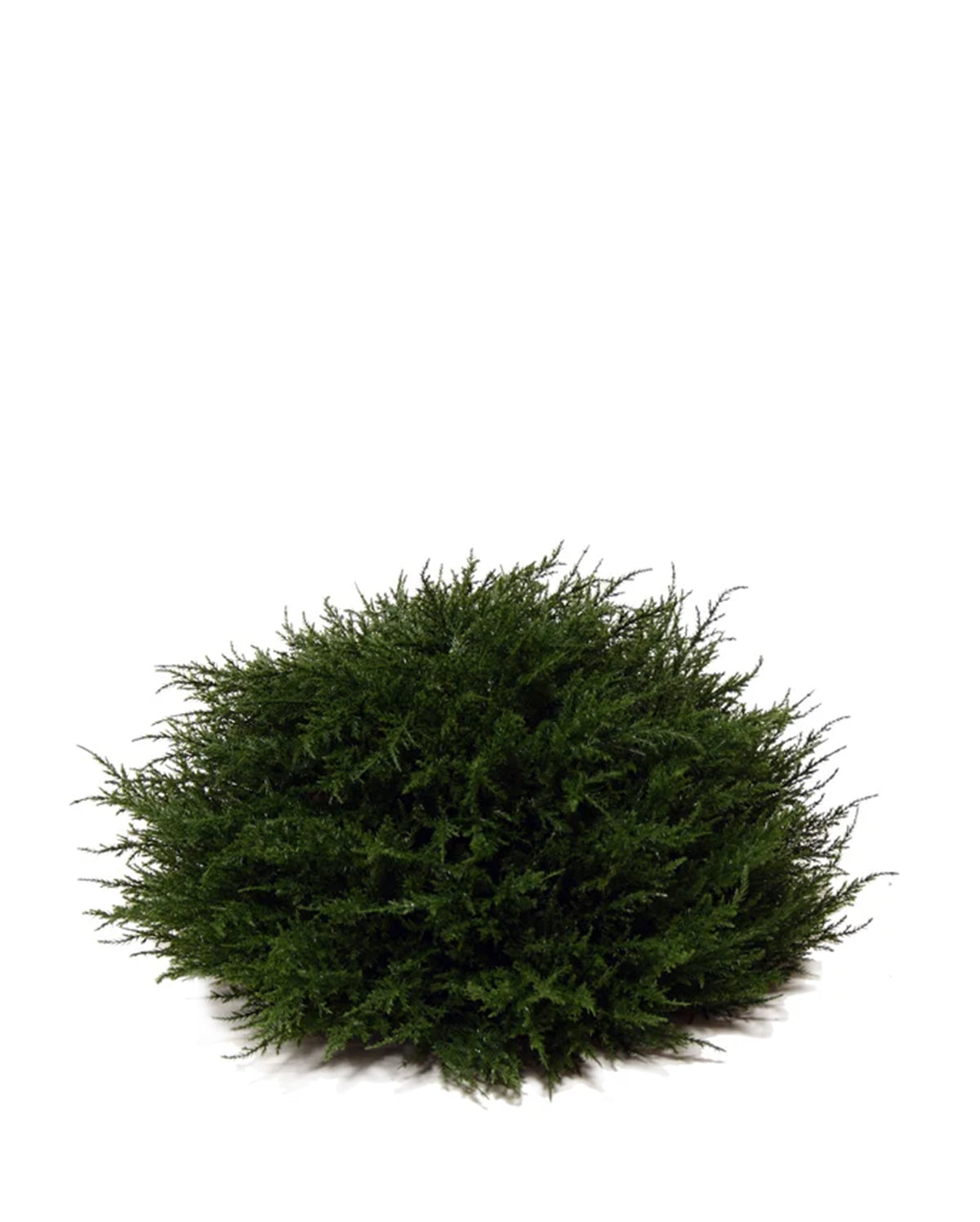 PP4037HB-D MINI CYPRESS HALF BALL