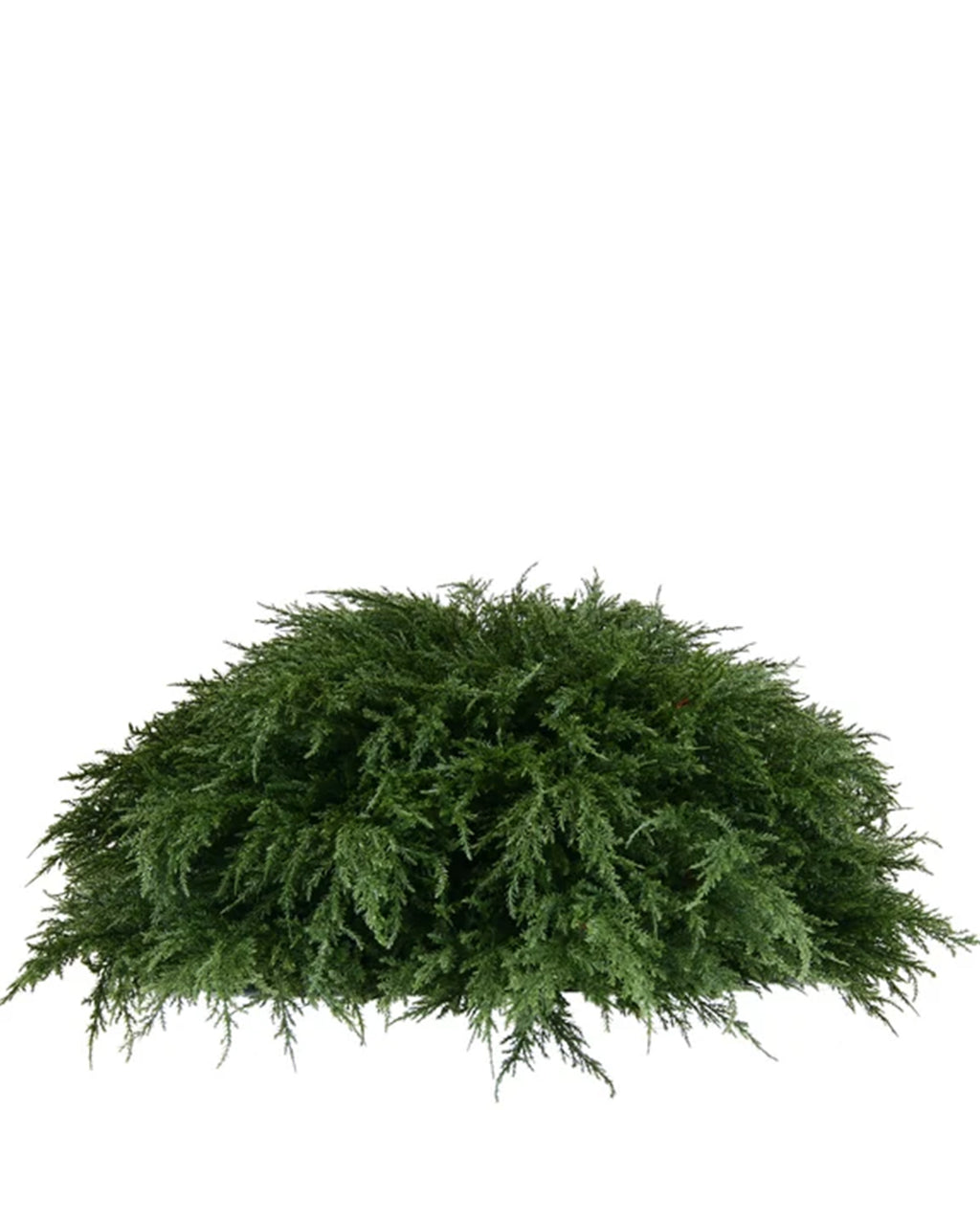 PP4037HB-D MINI CYPRESS HALF BALL