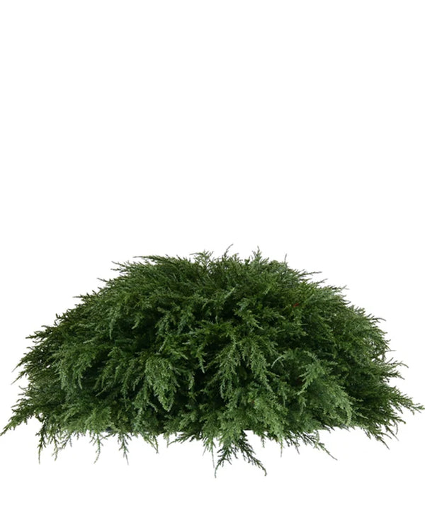 PP4037HB-D MINI CYPRESS HALF BALL