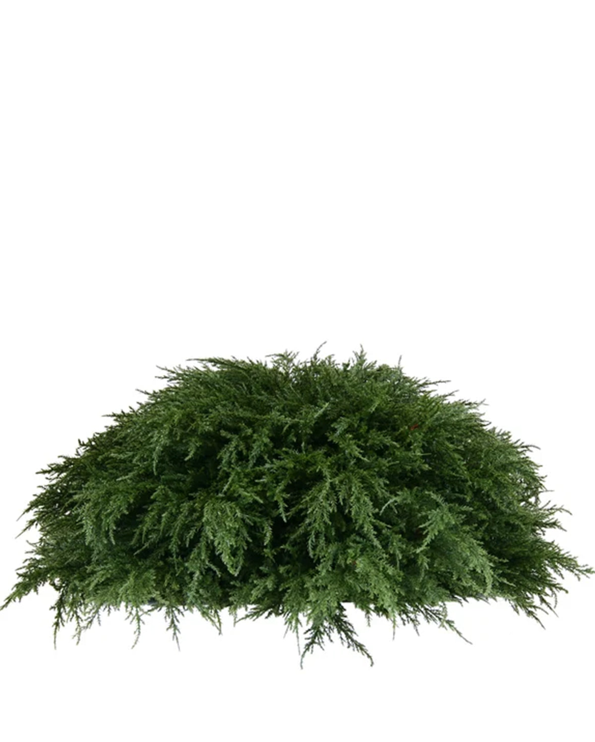 PP4037HB-D MINI CYPRESS HALF BALL
