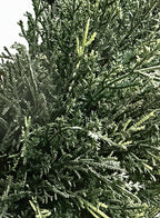 PP4037S-MINI CYPRESS SPIRAL TREE