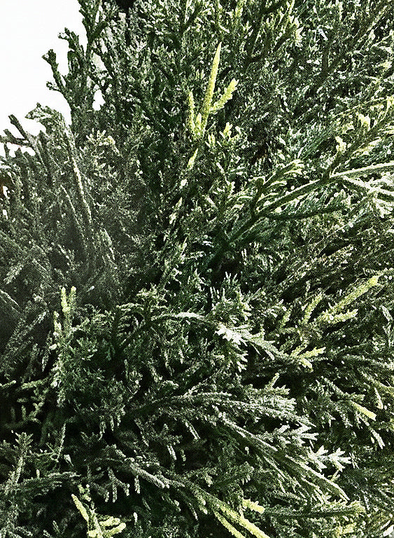 PP4037S-MINI CYPRESS SPIRAL TREE