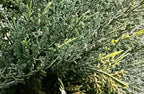 PP4037S-MINI CYPRESS SPIRAL TREE