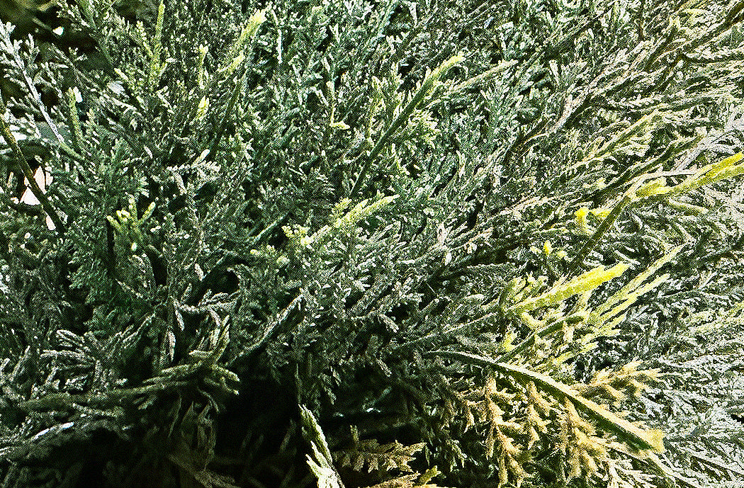 PP4037S-MINI CYPRESS SPIRAL TREE