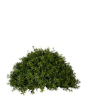 PP4039HB-TEA LEAF HALF BALL