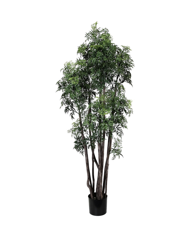 PP4045-MING ARAILIA TREE W/180 CLUSTER LVS (UV/OUTDOOR)