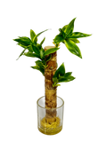 PTP6137-ARTIFICIAL FLOWER