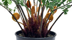 PTP7230-MAIDENHAIR FERN