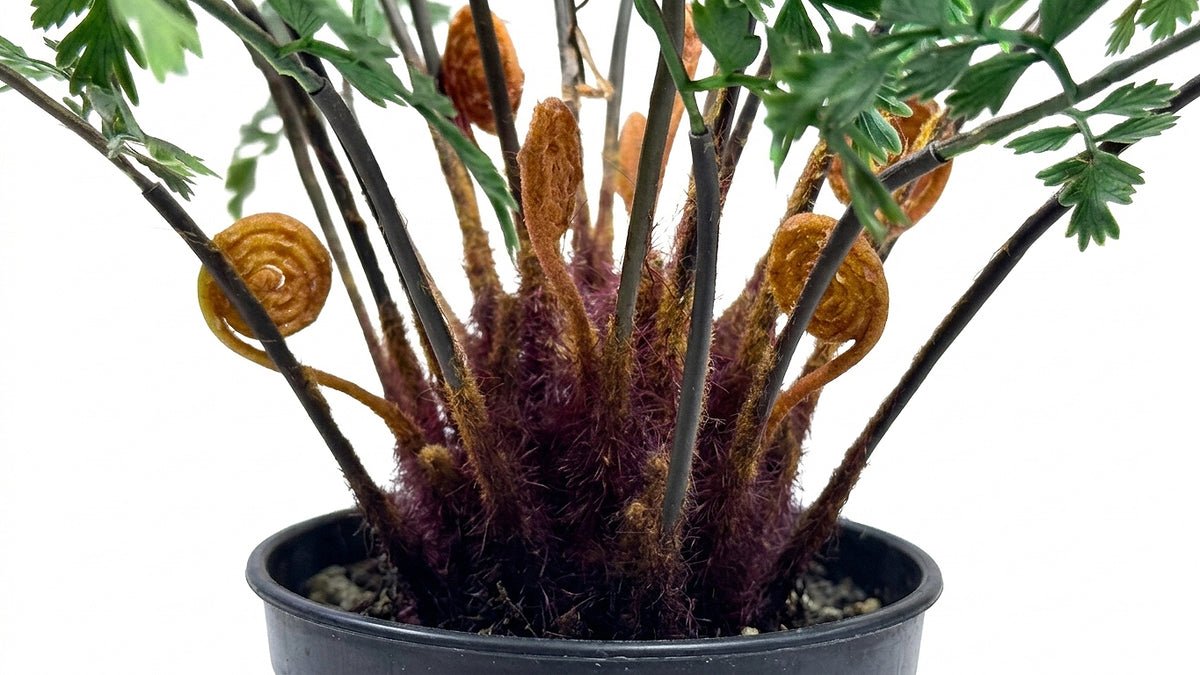 PTP7230-MAIDENHAIR FERN
