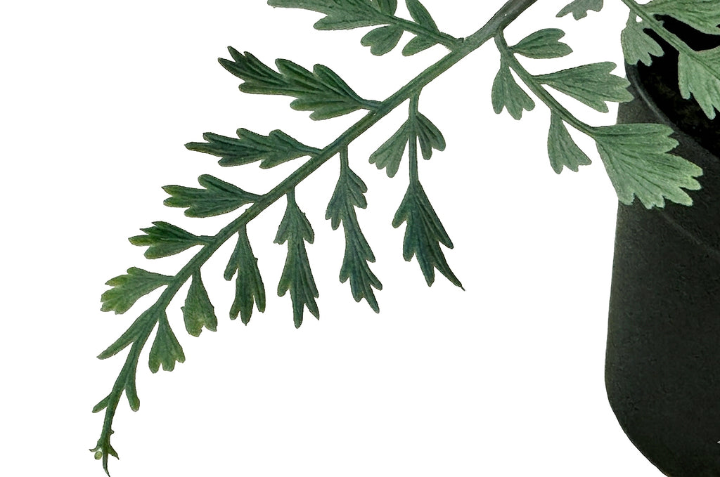 PTP7230-MAIDENHAIR FERN