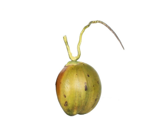 V5007-COCONUT FRUIT