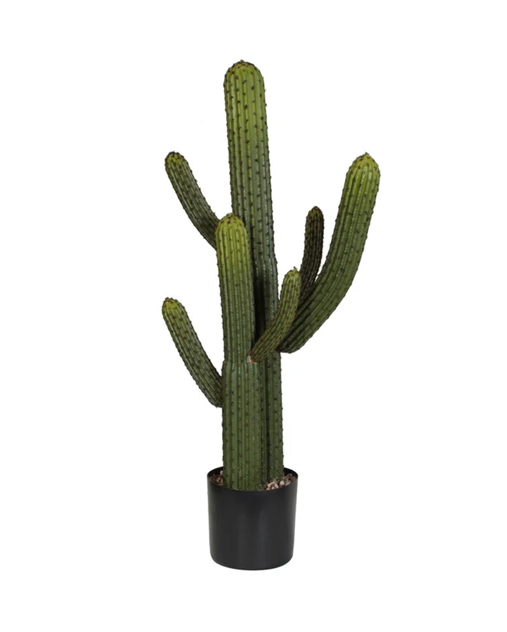 WHISKER CACTUS