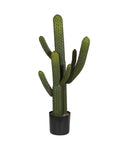 WHISKER CACTUS