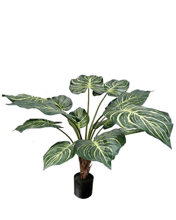 P1462-PTD CALATHEA PLANT W/13LVS