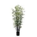 P1378 - BLACK ORIENTAL BAMBOO TREE