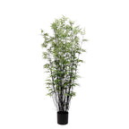 P1378 - BLACK ORIENTAL BAMBOO TREE