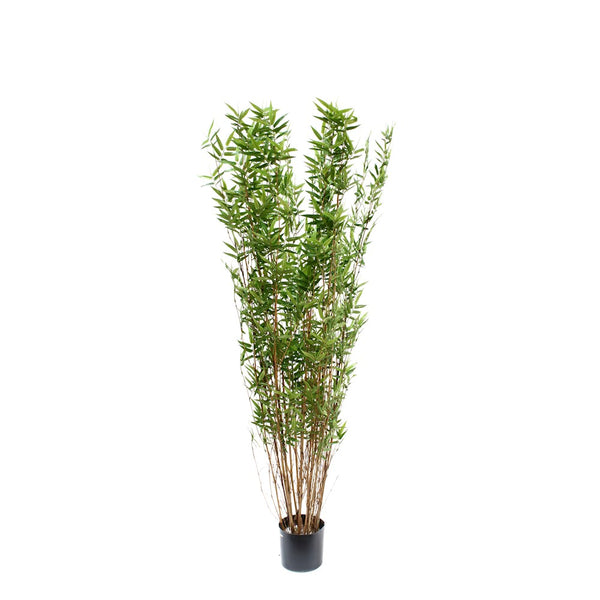 P1378 - BLACK ORIENTAL BAMBOO TREE