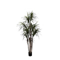 P1421-DRACAENA MARGINATA TREE