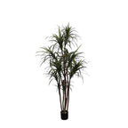 P1421-DRACAENA MARGINATA TREE