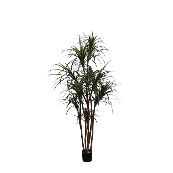 P1421-DRACAENA MARGINATA TREE