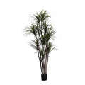 P1421-DRACAENA MARGINATA TREE
