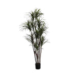 P1421-DRACAENA MARGINATA TREE