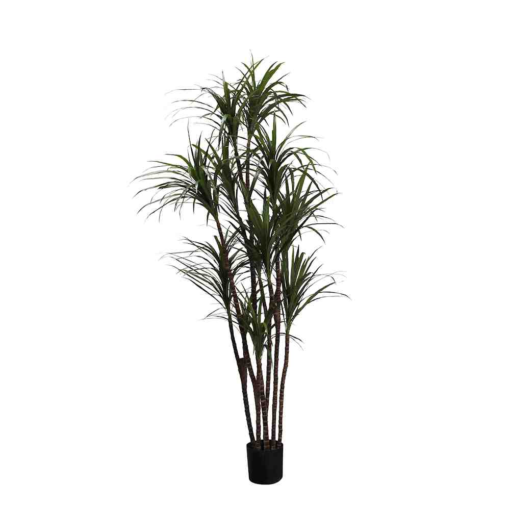 P1421-DRACAENA MARGINATA TREE