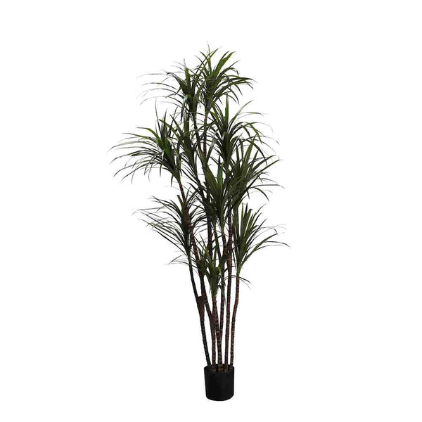 P1421-DRACAENA MARGINATA TREE