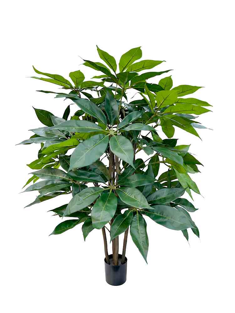 P1435-SCHEFFLERA TREE