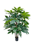 P1435-SCHEFFLERA TREE