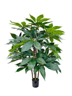 P1435-SCHEFFLERA TREE