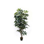 P1436-GIANT SCHEFFLERA TREE