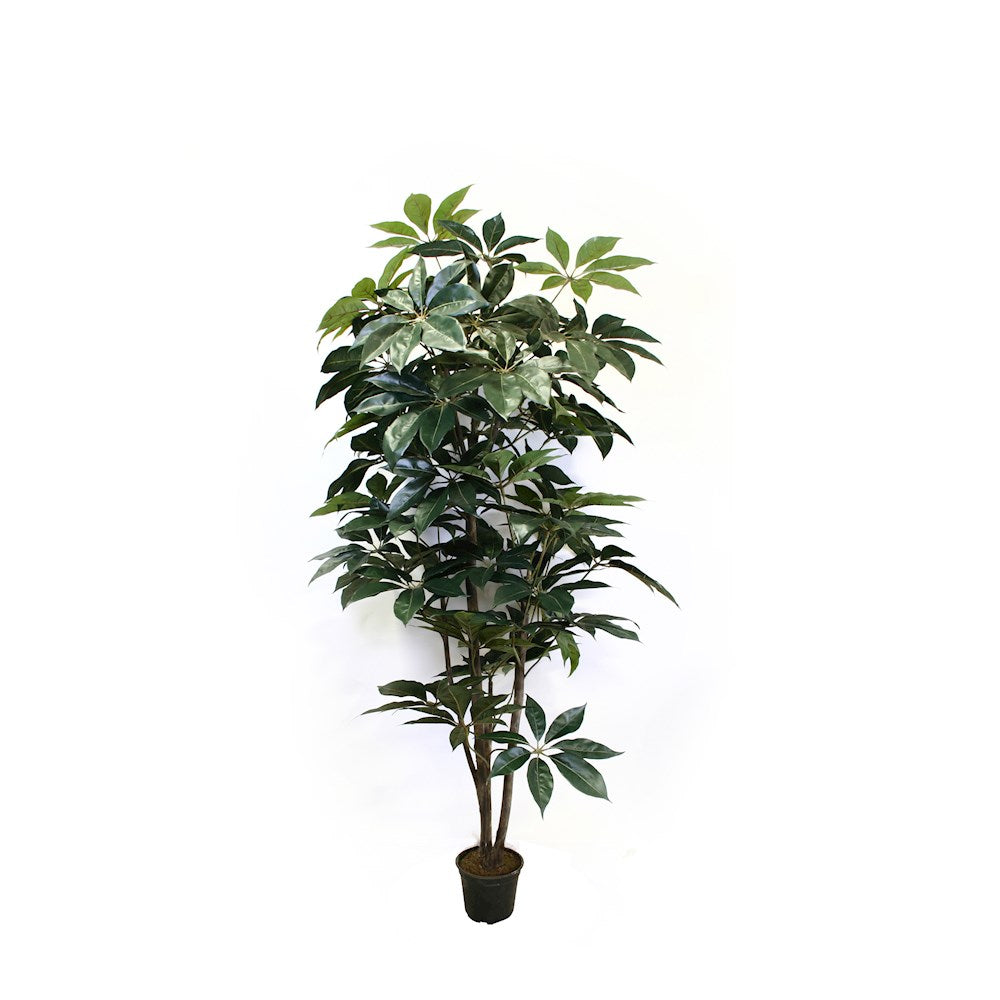 P1436-GIANT SCHEFFLERA TREE