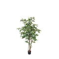 P1477- FICUS TREE