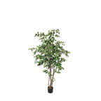 P1477- FICUS TREE
