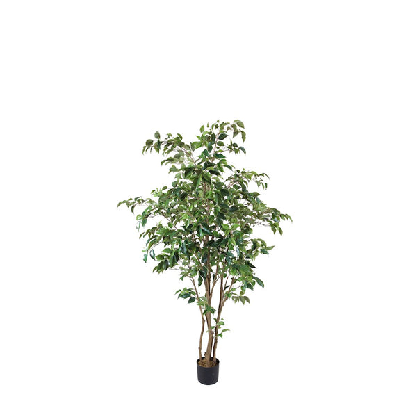P1477- FICUS TREE