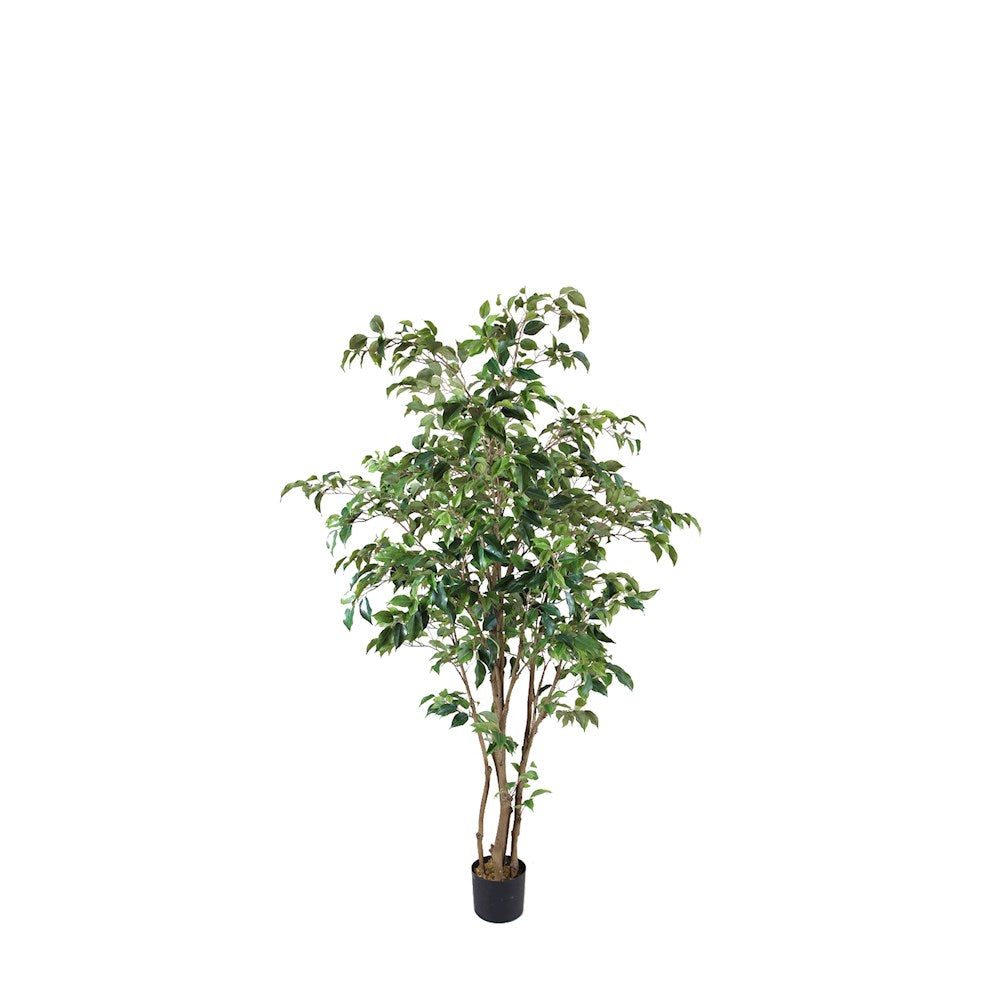 P1477- FICUS TREE